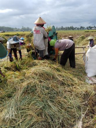 Mata pencaharian utama warga Desa Kalipepe